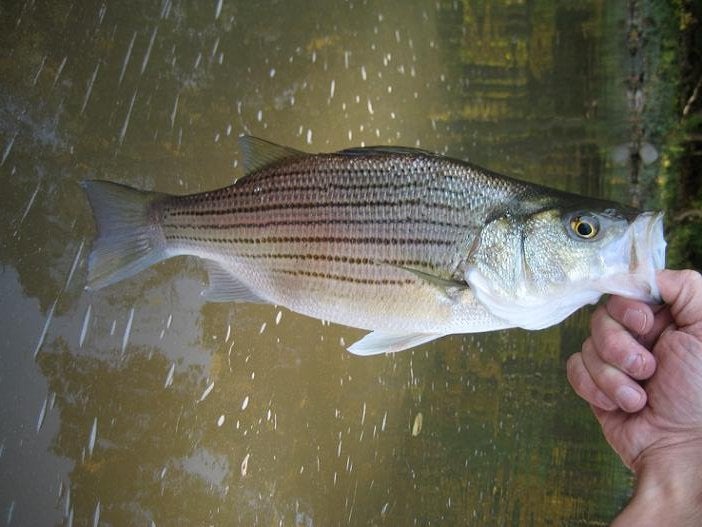 white bass or hybrid striped?