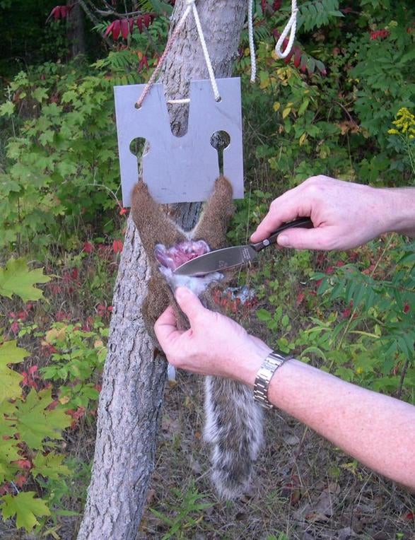 Skinning Squirrel  Ohio Game Fishing