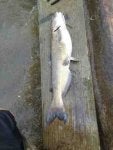 Fish Fish Bass Salmon Barramundi