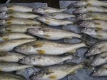 Food Vertebrate Seafood Fish Cuisine