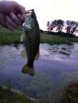 Fish Bass Fish Carp Fishing