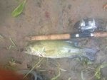 Fish Fish Bass Trout Barramundi