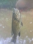 Fish Bass Fish Carp Fishing